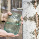 Zbieranie soku z brzozy do słoika, kropla kapie z rurki.