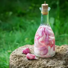 Szklana butelka z korkiem, wypełniona nalewką z czosnku. Obok leżą dwa ząbki czosnku.
