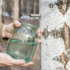 Zbieranie soku z brzozy do słoika, kropla kapie z rurki.