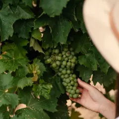 Słodkie węgierskie wino produkowane podobnie jak tokaj – poznaj różnice
