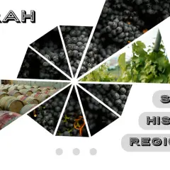Kompozycja z winogronami Syrah, beczkami w piwnicy i winnicą.