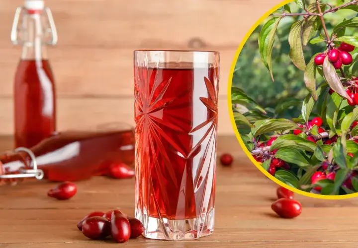 Szklanka i butelki z nalewką z derenia. Obok świeże owoce i gałązka derenia. Idealny przepis na nalewkę z derenia.