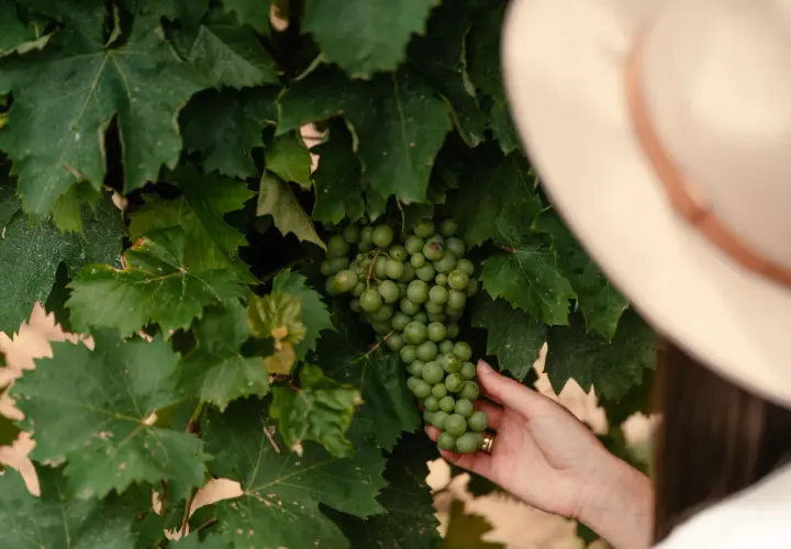 Słodkie węgierskie wino produkowane podobnie jak tokaj – poznaj różnice