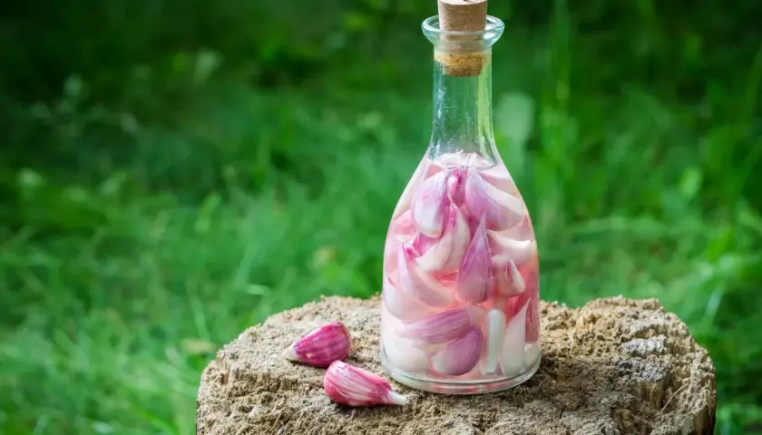 Szklana butelka z korkiem, wypełniona nalewką z czosnku. Obok leżą dwa ząbki czosnku.