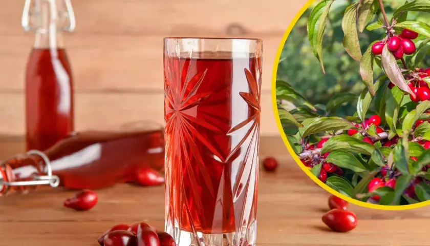 Szklanka i butelki z nalewką z derenia. Obok świeże owoce i gałązka derenia. Idealny przepis na nalewkę z derenia.