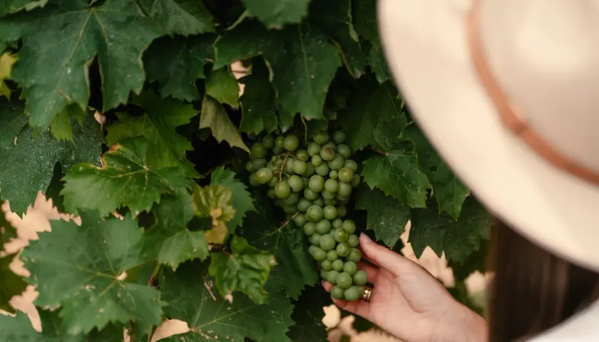 Słodkie węgierskie wino produkowane podobnie jak tokaj – poznaj różnice