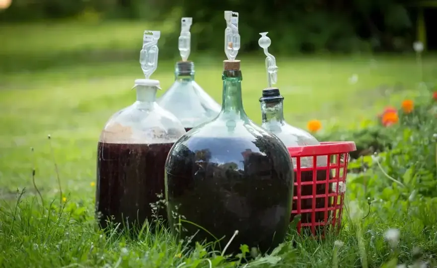 Wino z winogron bez drożdży - Przepis na balon 25 l