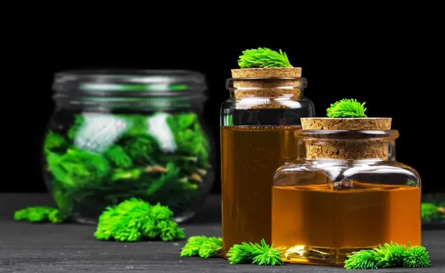 Nalewka z pędów sosny - Jak wydobyć aromat i uniknąć goryczy?