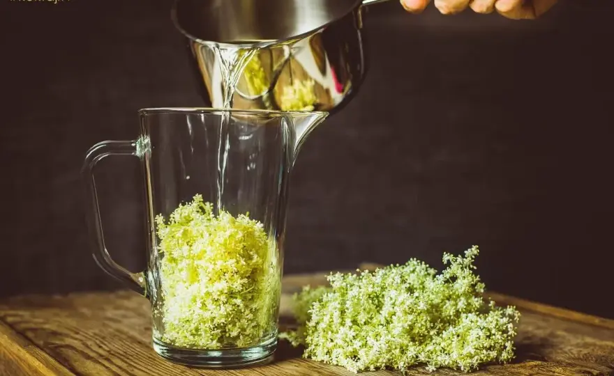 Syrop z kwiatów bzu - Przepis na aromatyczny napój bez goryczy