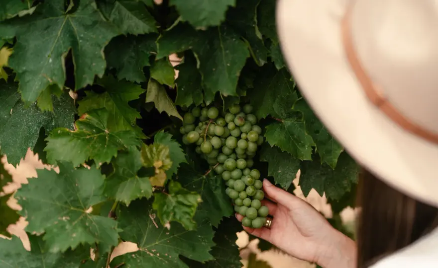 Słodkie węgierskie wino produkowane podobnie jak tokaj – poznaj różnice