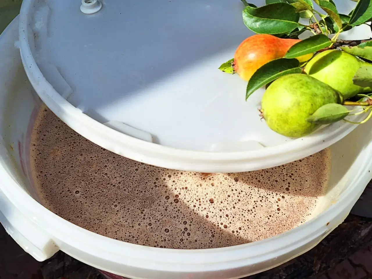 Fermentacja wina gruszkowego w białym pojemniku. Na brzegu leżą świeże gruszki.